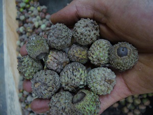 gland quercus x megaleia ( macrocarpa x lyrata )
